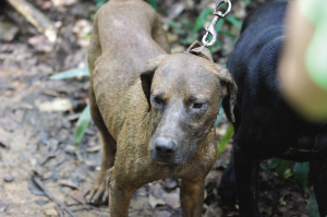物丰年强好气氛，猎犬自是山上丧打一正确生肖，全面释义、详细解答解释落实