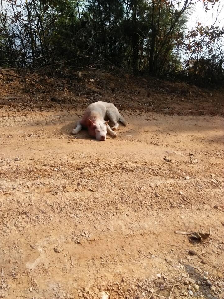 物丰年强好气氛，猎犬自是山上丧打一正确生肖,警惕虚假宣传-全面释义、解释与落实、构建解答解释落实