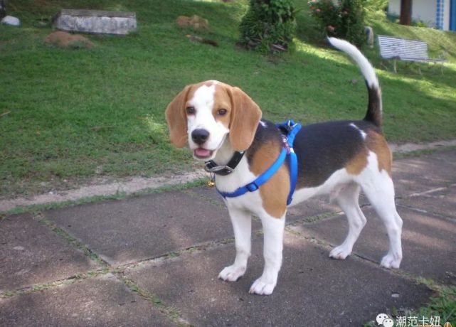 物丰年强好气氛，猎犬自是山上丧打一正确生肖，全面释义、详细解答解释落实