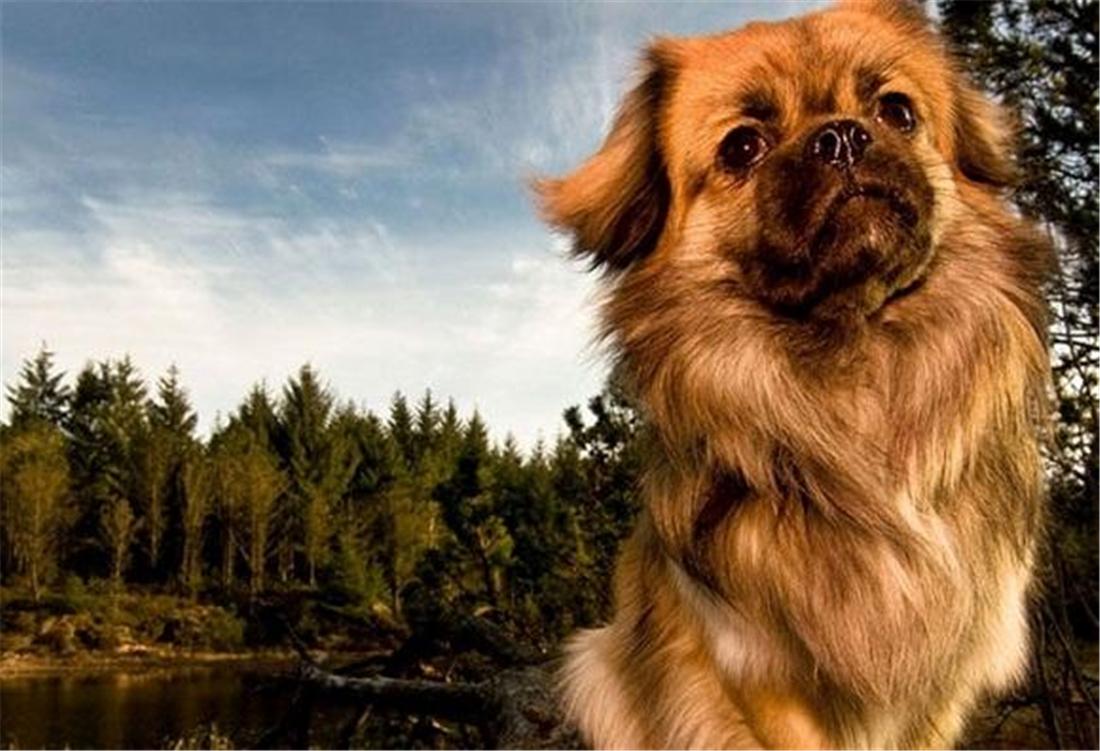 物丰年强好气氛，猎犬自是山上丧打一正确生肖,警惕虚假宣传-全面释义、解释与落实、构建解答解释落实